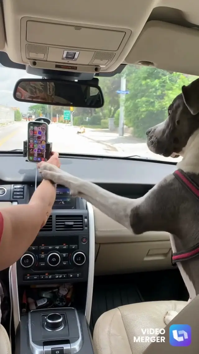 Dog Reminds Owner Not Text and Driver