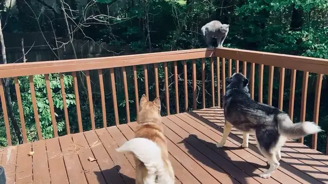 Huskies Encounter Stray Cat on Deck