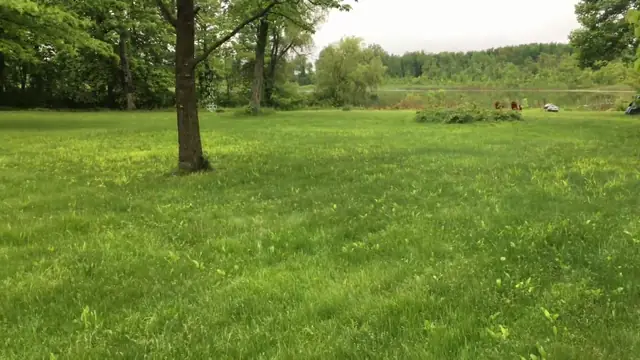 Meat and Laying Birds Update