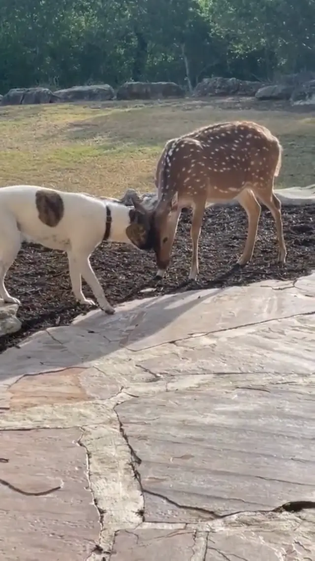 Dog Obsessed With Cleaning Deer's Ears