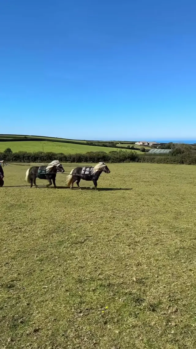 What is this magical world? ✨🐴🐶🐱 @Emma Massingale 