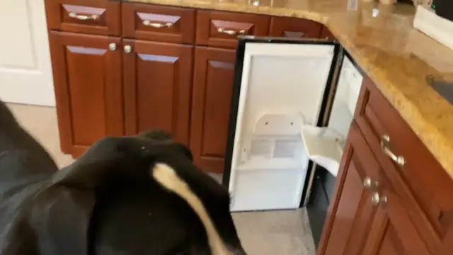 Great Dane Loves To Chomp Down On Ice Cubes