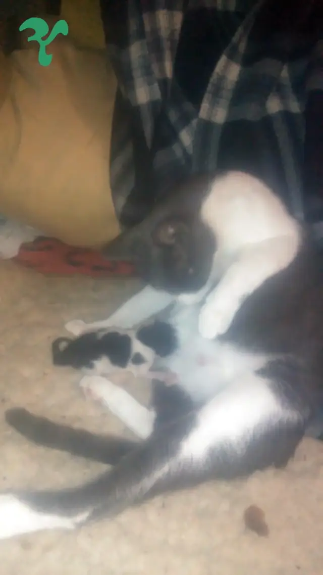 Cat Birth Moment