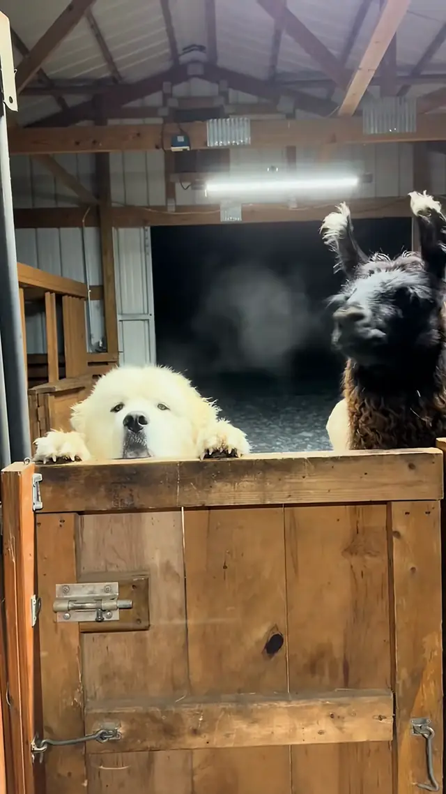 "Milo the polar bear not wanting to share attention with a llama 😂” @...