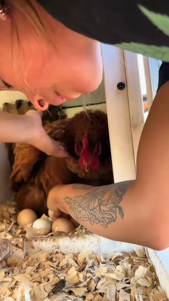 A very vocal chicken 😂 @Zoo House 