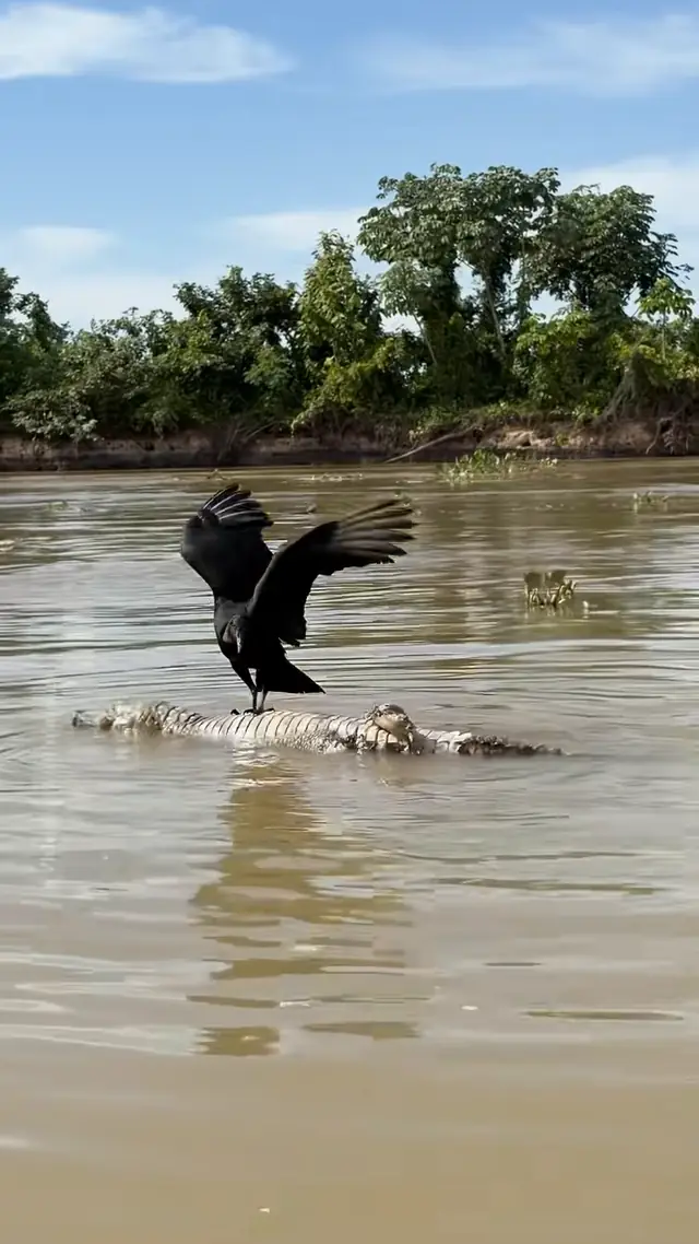 On safari in the Pantanal, photographer Sandesh Kadur noticed a black...