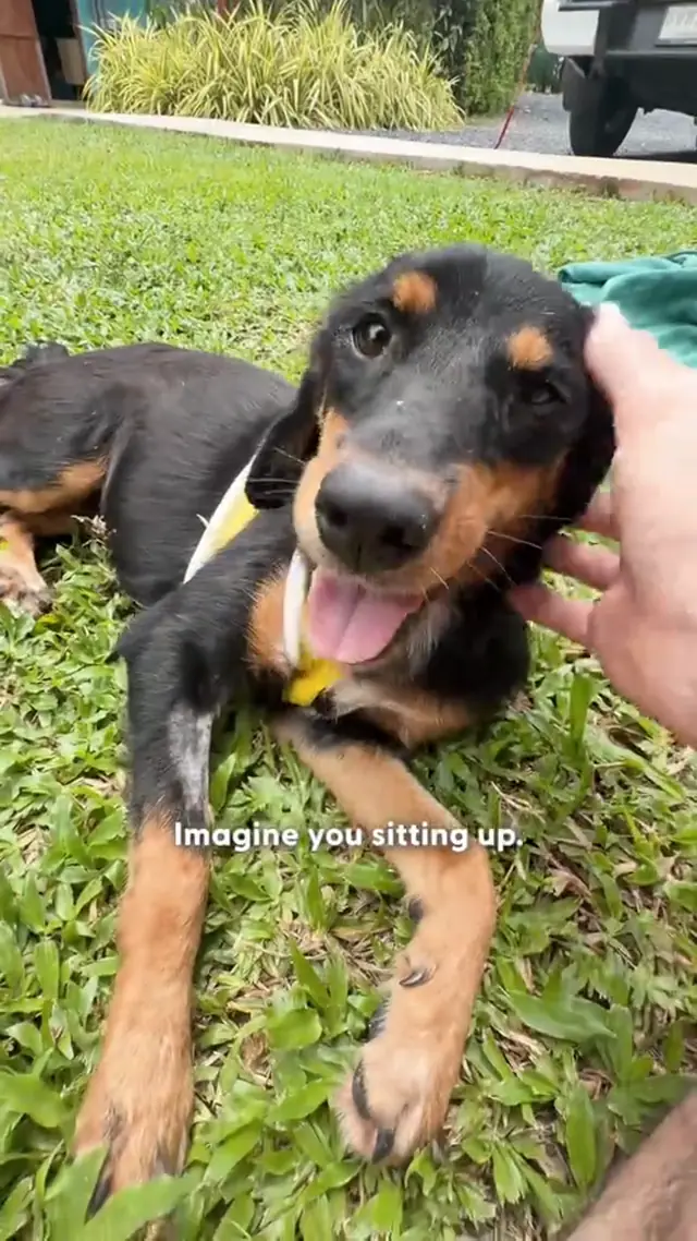 That tiny tail wag told them she wasn’t ready to give up  ❤️ Espresso...