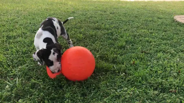 Great Dane puppy loves playing with these toys