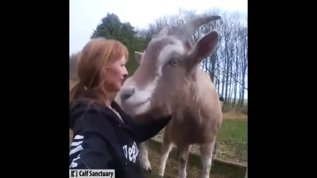 LifeSource Happygrams! Animal Hugs