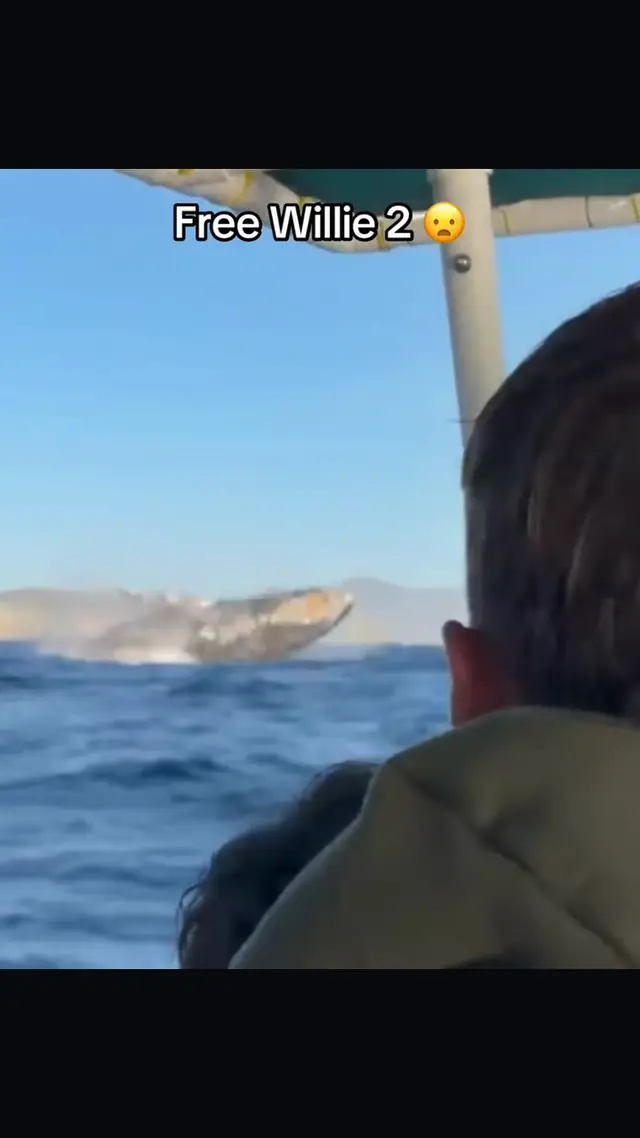 Not your usual day on the Water 😦 (🎥:Danny_mako/ig) #ocean #whale #wh...