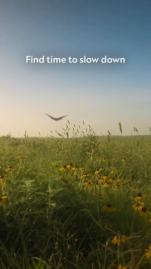 Take a few seconds to relax in the prairie grass 🌼 #incredibleanimalj...