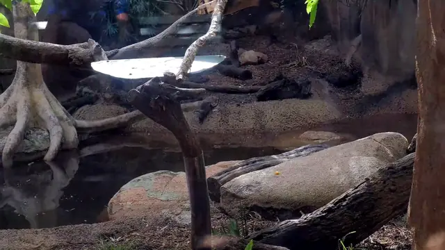Playful Asian Small-Clawed Otters Delight Visitors at Perth Australia
