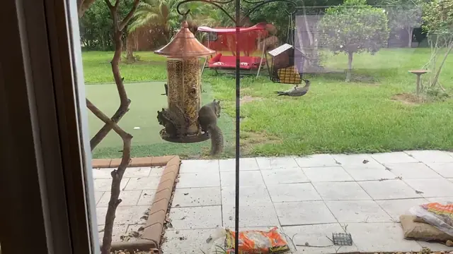 Pup Has Front Row Seats To Birdfeeder Madness