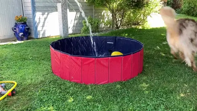 Happy Dog Is Having A Blast With His Pool
