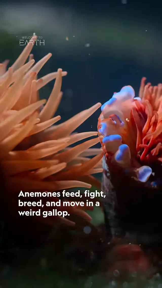 Did you know anemones aren’t plants at all but animals? 🪸 They may lo...
