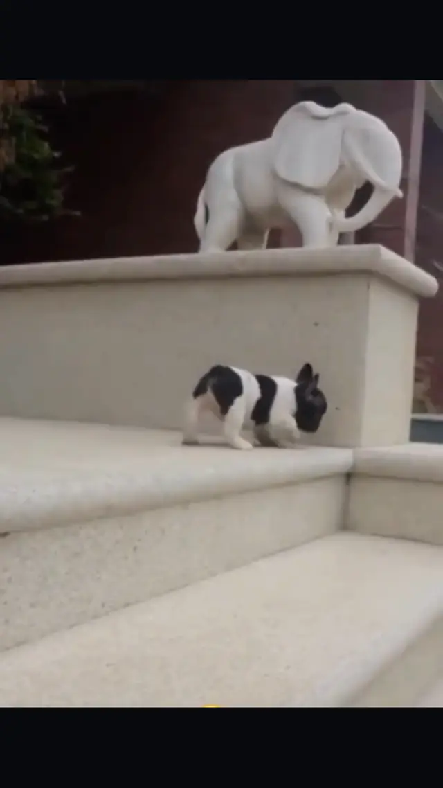 Puppy Wipes Out Trying To Go Down The Stairs