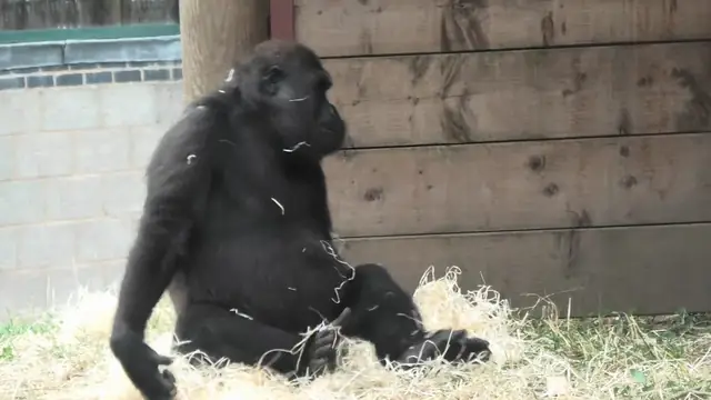 Grumpy Silverback Gorilla deals with super annoying son
