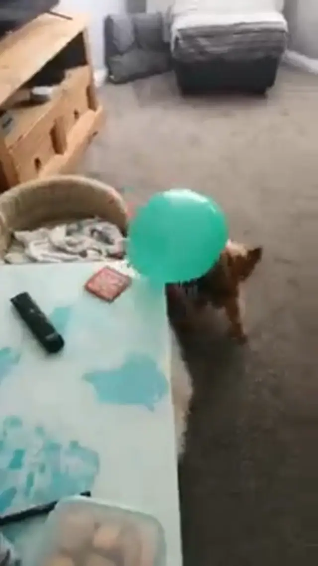 12 Year old Yorkie Still Acts Like Puppy