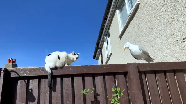 Wild Seagull Tries To Have Conversation With Unimpressed Cat