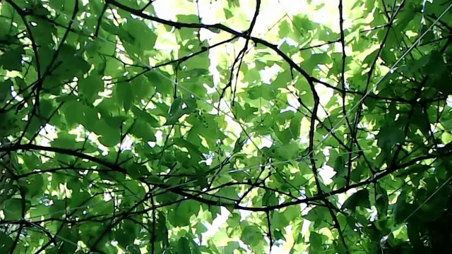 Our Patio Garden Grapevine Canopy: If You Play Hard, You Better have a Means to Chill Hard [ASMR]