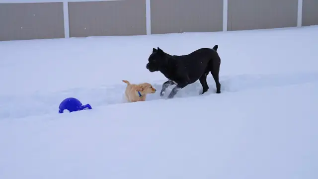 Cane Corso & Golden Retriever Puppy Play Fight RAW Home Video