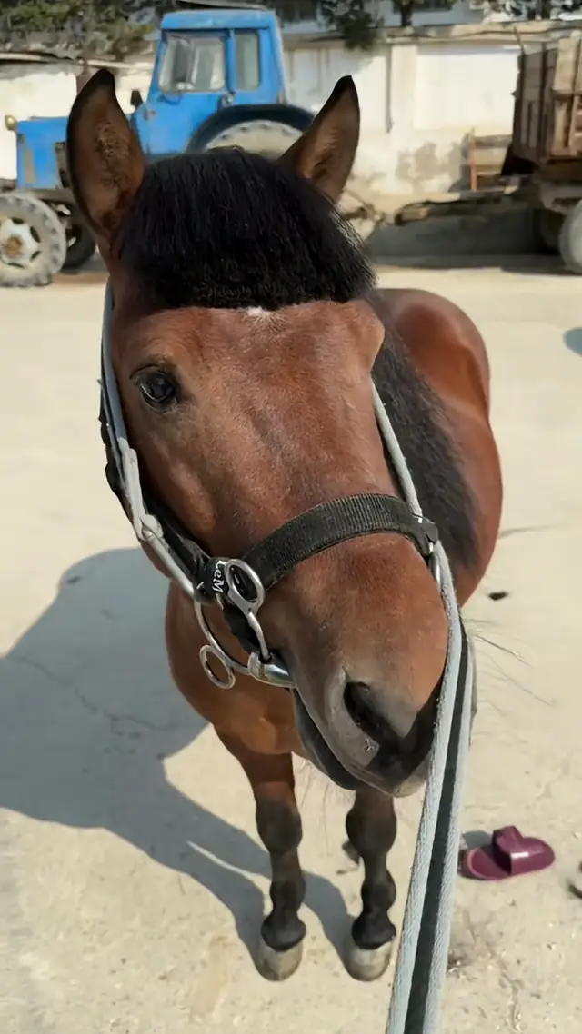 What did he do to deserve this 😂 @Qızıl Nal Atçılıq🏇🏻 