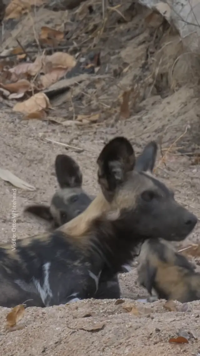 African wild dogs show off their playful side in Mozambique's Niassa ...