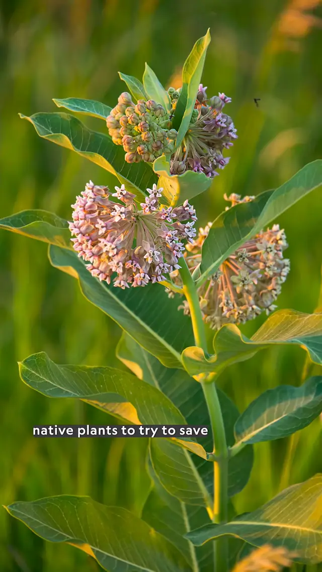These tiny travelers need your garden as a pit stop! Join @Joel Sarto...
