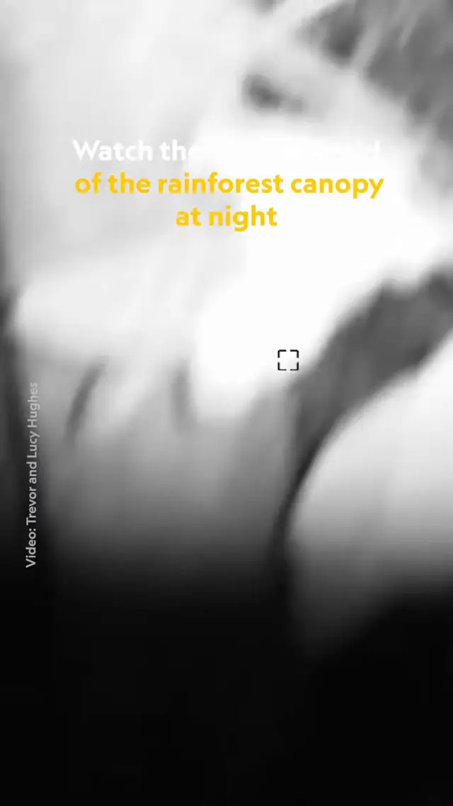 Small nocturnal animals can be difficult to track in dense rainforest...