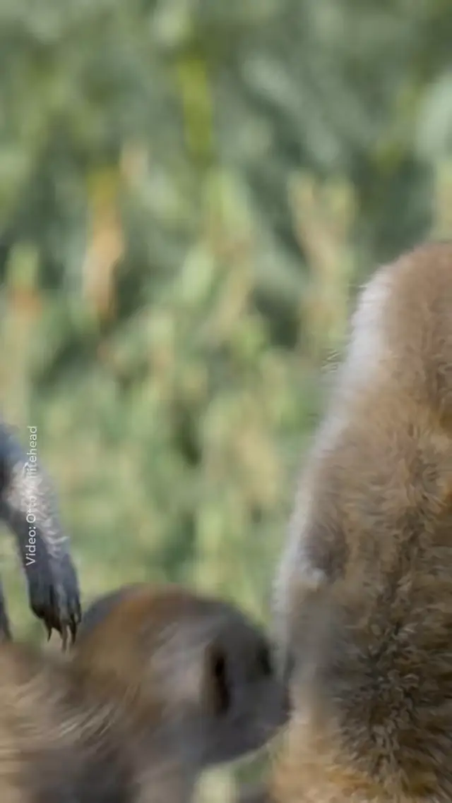 Say hello to the cutest members of the meerkat clan. On average, thre...