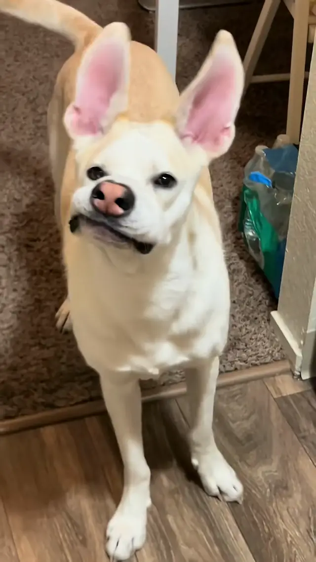 She looks like Bolt from Disney ⚡️🥰 @Luna & Danni🫶🏼 