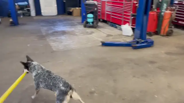 Super Athletic Dog Seemingly Creates A New Sport
