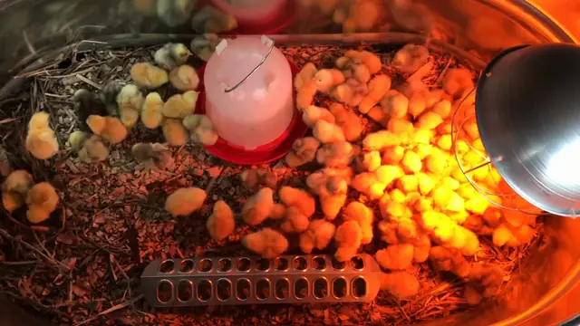 2022 Apr 22 Meat Bird Experiment Day 1