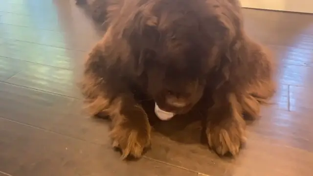 Dogs Display Vastly Different Eating Styles