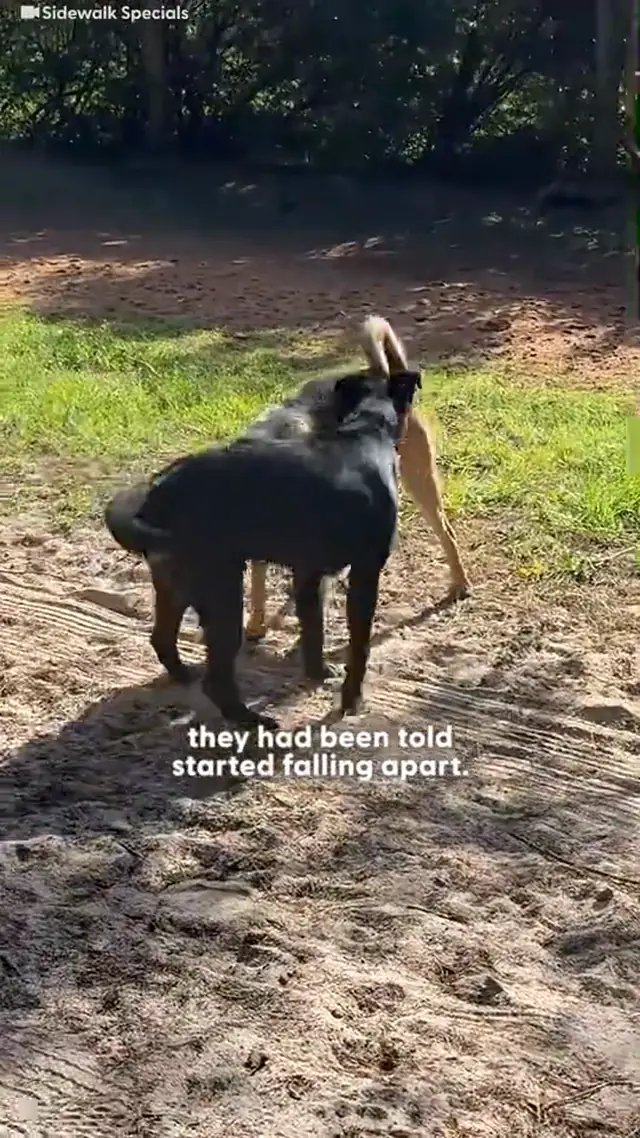 His owners called him “old and aggressive.” He was only 6 and just wa...