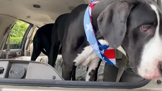 Great Dane Shocked That Seagulls Want To Steal Her Snack
