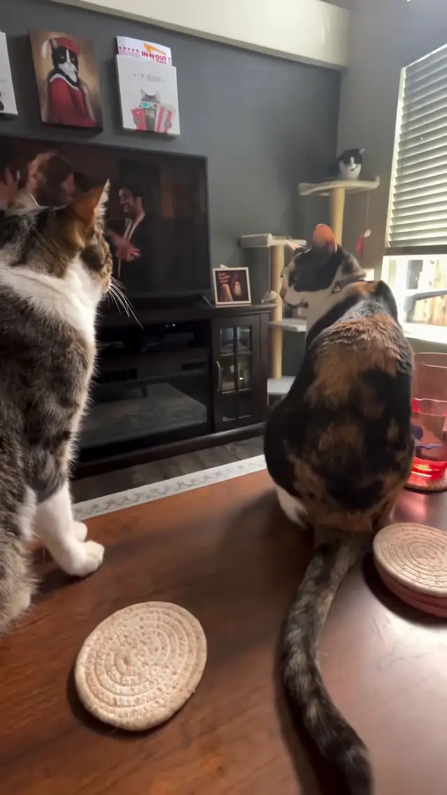 "what did I do" (📹 @craigthecatoriginal) - #cats #shenanigans #9gag
