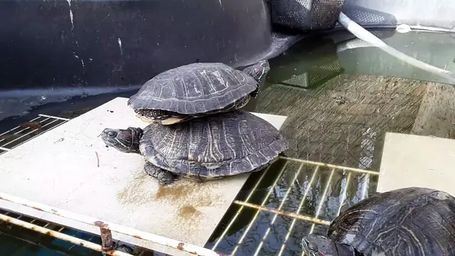 Turtles one-up each other at basking time