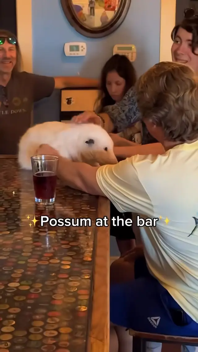 We ❤️ Coconut the opossum! 🥥 @NorthTexasWildlifeCenter 