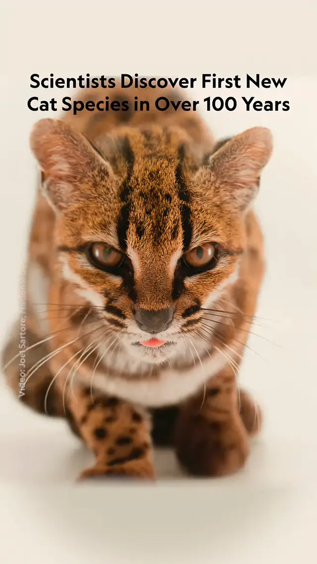 New cat alert! A call from a wildlife sanctuary about a "weird cat" h...