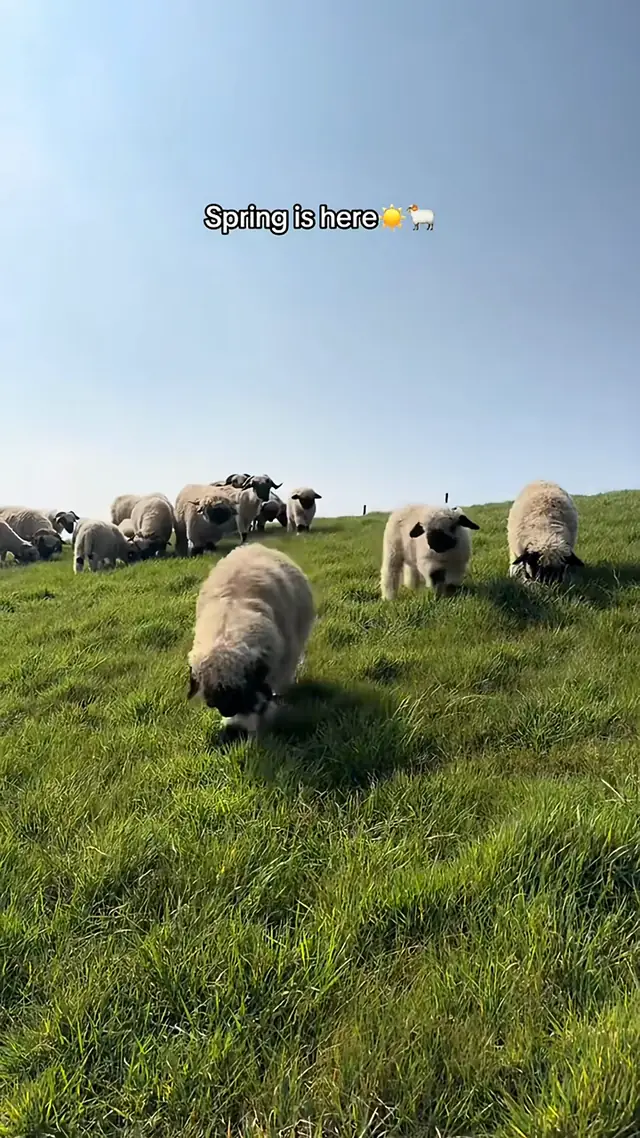 Spring has sprung 🐑🌼 @Abi Coombes 