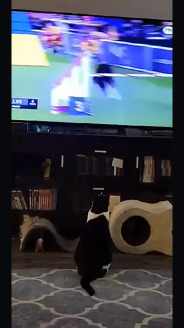 Cat Wants To Be Like Border Collie On Tv