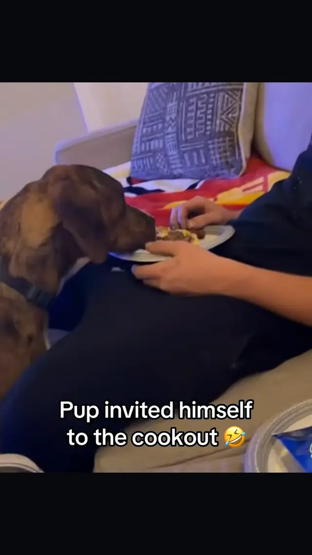 His food now 💀 (🎥:@Marshall Cox) #fail #prank #dog 