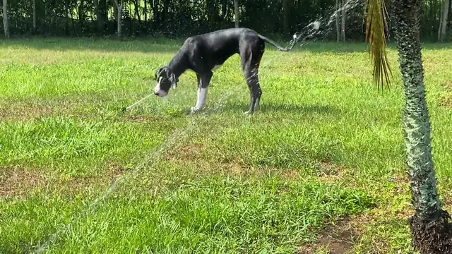Great Dane Puppy Loves Jumping Through The Sprinklers